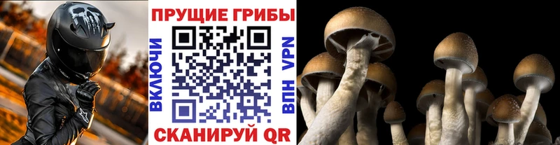 Купить  Лянтор  Псилоцибиновые грибы MAGIC MUSHROOMS 